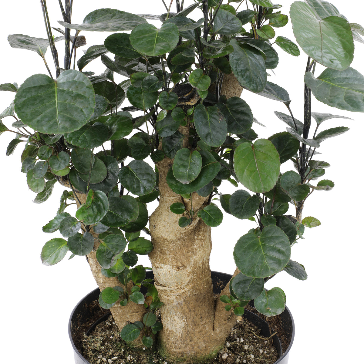 Aralia Fabian Stump Plant plant with thick trunk and dark green leaves in a natural woven basket, styled with antique books for home décor.