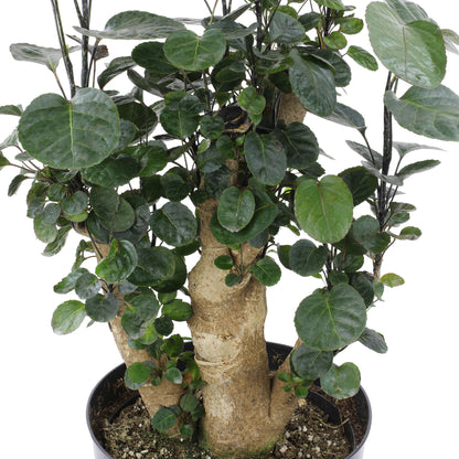 Aralia Fabian Stump Plant plant with thick trunk and dark green leaves in a natural woven basket, styled with antique books for home décor.