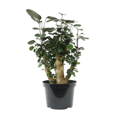Rustic home decor setting featuring a Aralia Fabian Stump Plant in a natural woven pot.
