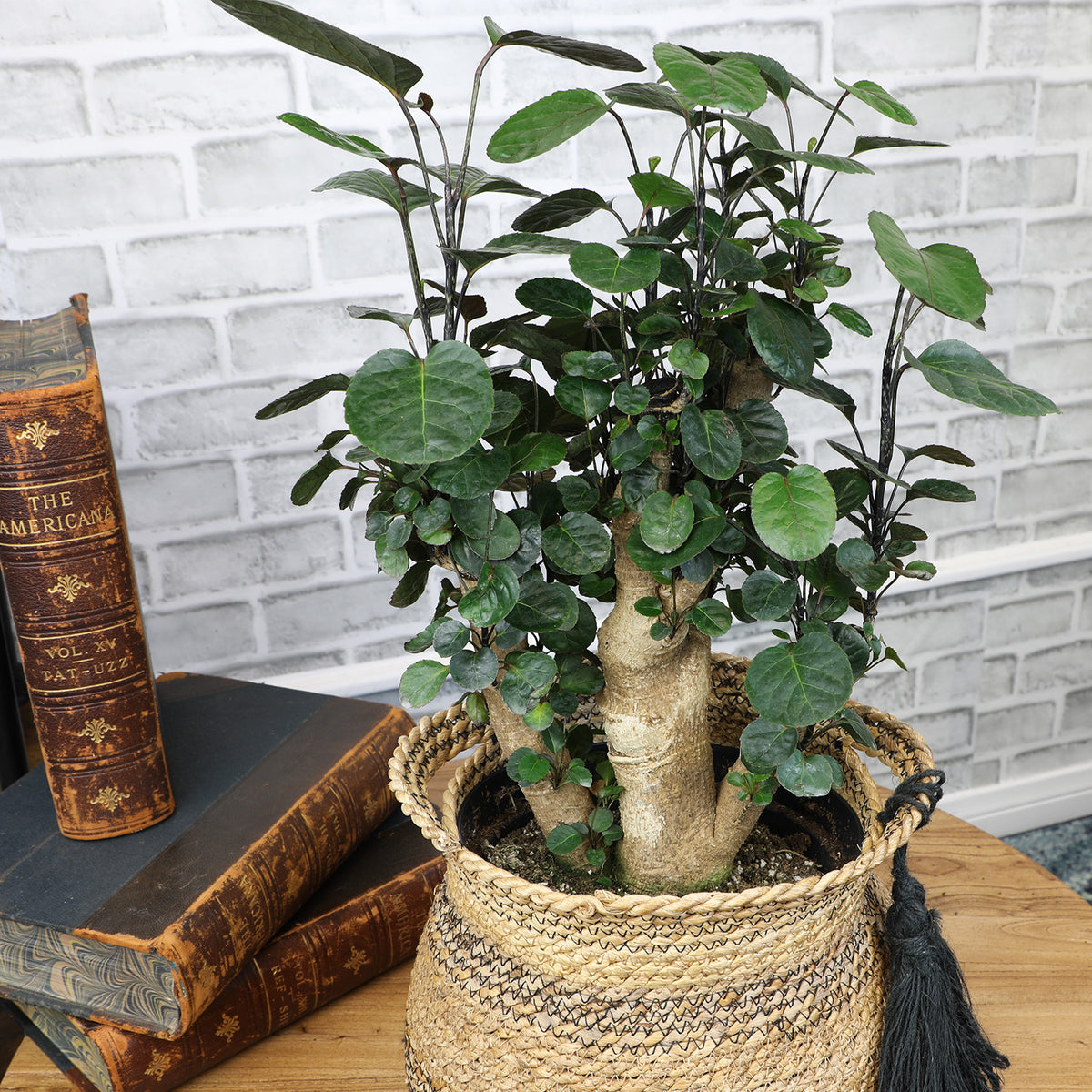 Aralia Fabian Stump Plant in a woven jute basket, placed on a wooden table beside vintage leather-bound books.