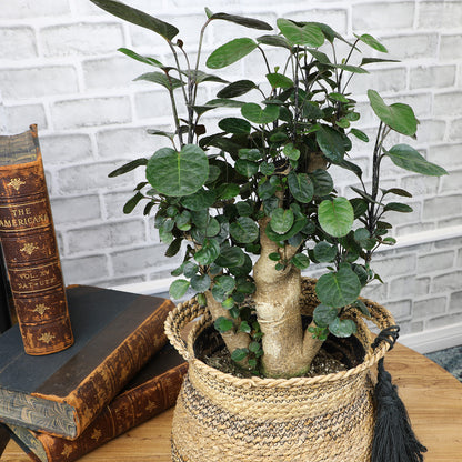 Aralia Fabian Stump Plant in a woven jute basket, placed on a wooden table beside vintage leather-bound books.