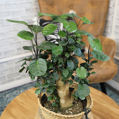 Close view of a small tree-like houseplant with a thick, knotted trunk and rounded dark green leaves growing in a handwoven basket.