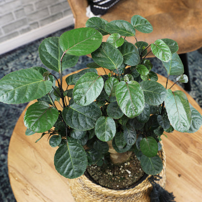 Aralia Fabian Stump houseplant in a woven basket planter with a black tassel.