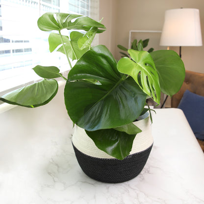 A potted Monstera plant with large glossy green leaves.