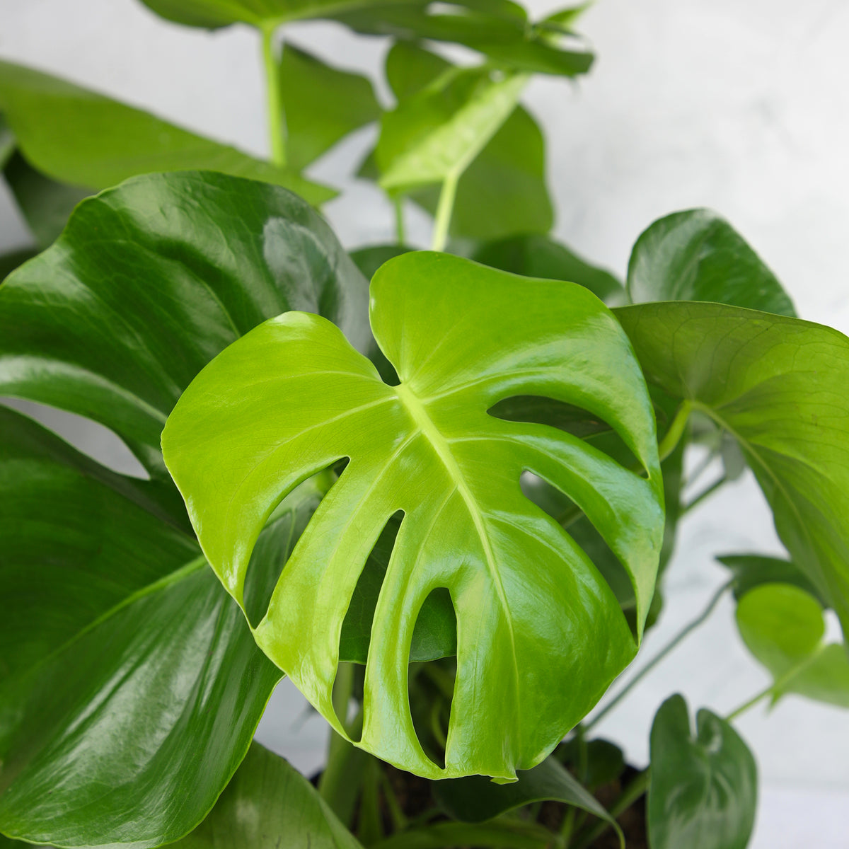 A close-up of a vibrant green Monstera deliciosa houseplant, showcasing its glossy, healthy leaves.