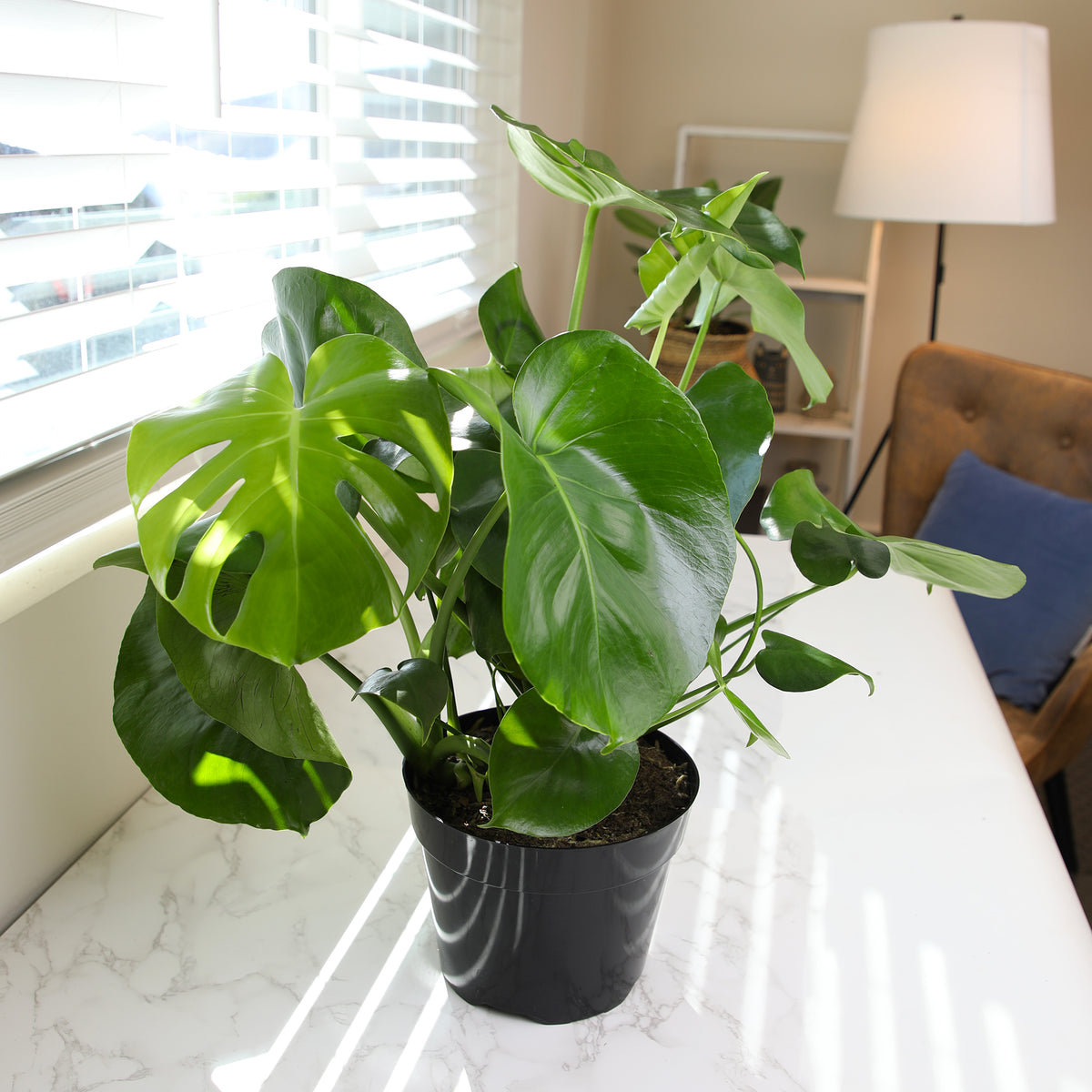 A potted Monstera plant with large glossy green leaves in a black nursery pot.