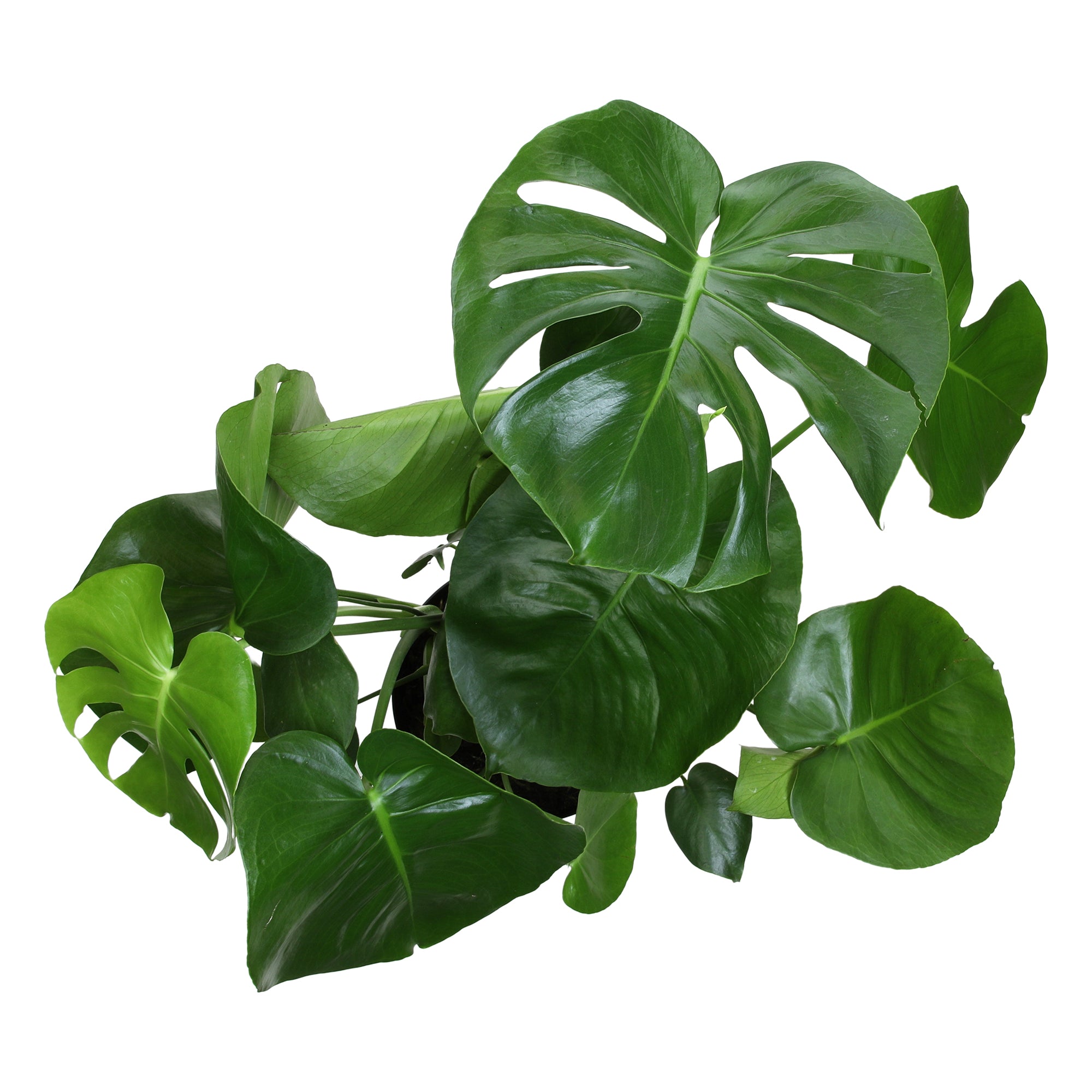 Monstera Deliciosa: Popular Live Plant - (8” Pot) – Easy Plant