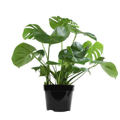 Live plant with large green leaves in a pot