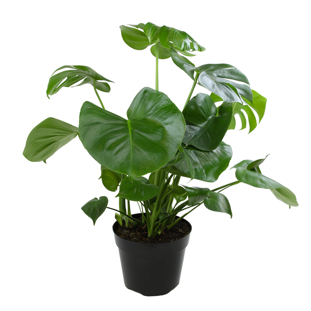 Potted green plant with large leaves