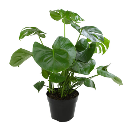 Potted green plant with large leaves