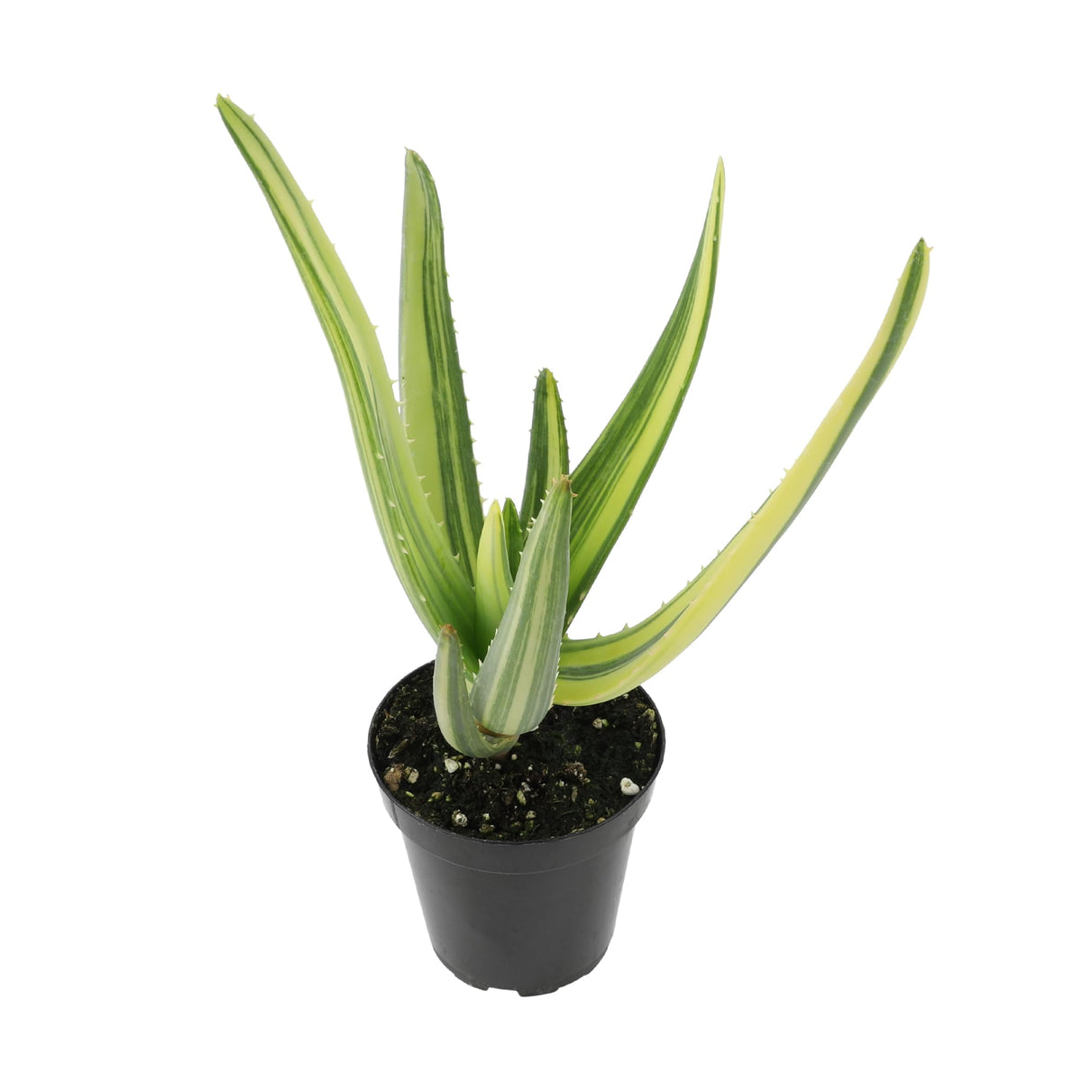 A potted variegated Aloe 'Hercules' plant with green leaves striped with yellow.