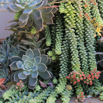 Sedum Burrito succulent with plump bead-like leaves