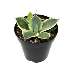 Rare Agave Parryi Truncata ‘Orizaba’: Blue Agave Rosette Succulent Plant – Artichoke Agave – Unique Plants & Rare Succulents – (3.5” Pot) – Grows Up To 2ft Tall – Premium Hybrid Succulent