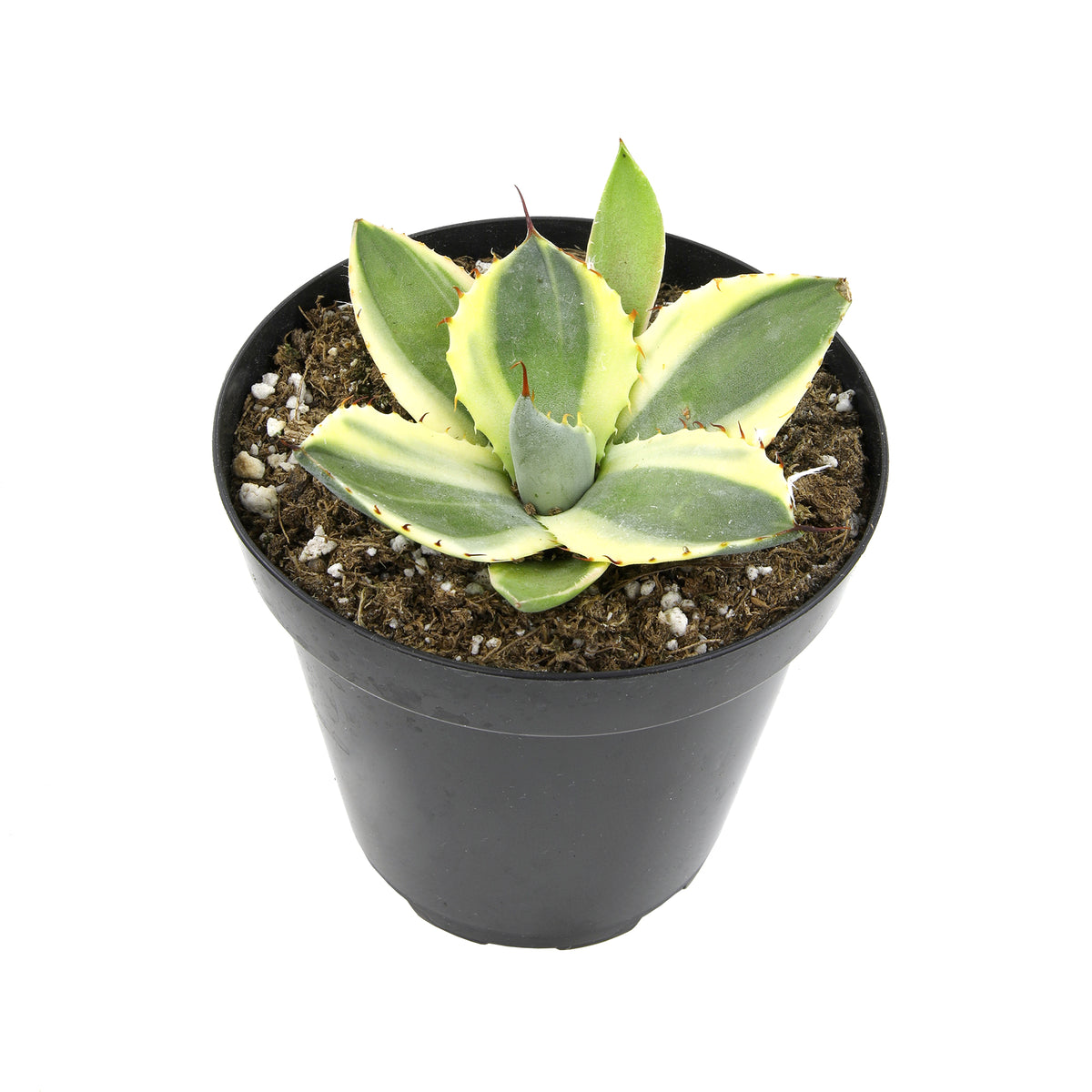 Unique Orizaba Blue Agave Plant for Succulent Gardens and Outdoor Landscaping