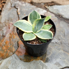 Rare Agave Parryi Truncata ‘Orizaba’: Blue Agave Rosette Succulent Plant – Artichoke Agave – Unique Plants & Rare Succulents – (3.5” Pot) – Grows Up To 2ft Tall – Premium Hybrid Succulent