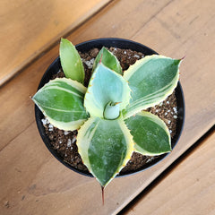 Rare Agave Parryi Truncata ‘Orizaba’: Blue Agave Rosette Succulent Plant – Artichoke Agave – Unique Plants & Rare Succulents – (3.5” Pot) – Grows Up To 2ft Tall – Premium Hybrid Succulent