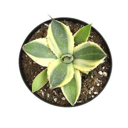 Architectural Foliage Growing Up to 2 Feet Tall