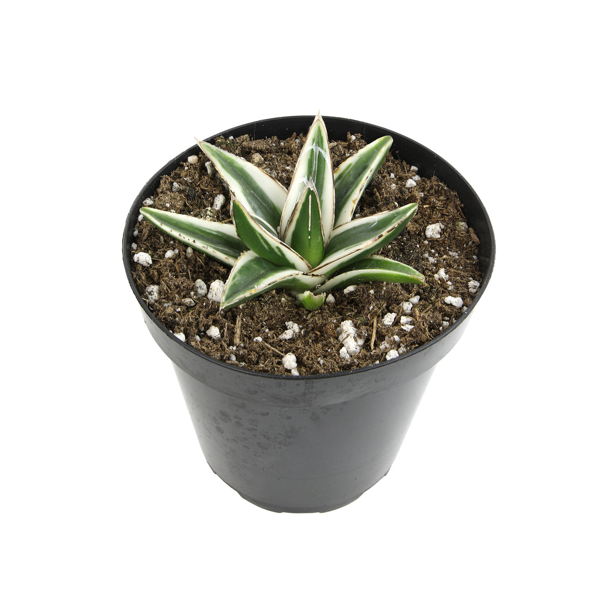 Rare White Rhino Agave – Premium Succulent for Exotic Plant Collectors