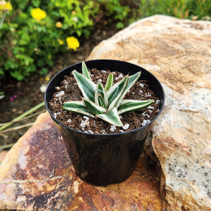 Agave White Rhino unique ornamental succulent for home