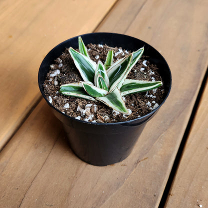 Queen Victoria Agave Hybrid with Compact Rosette-Shaped Foliage