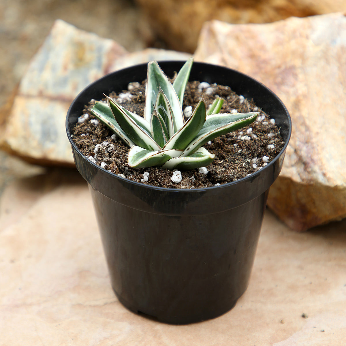 Rare White Rhino Agave Succulent Plant in a Pot