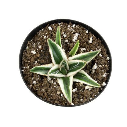 Rare 3.5" Agave White Rhino live succulent plant