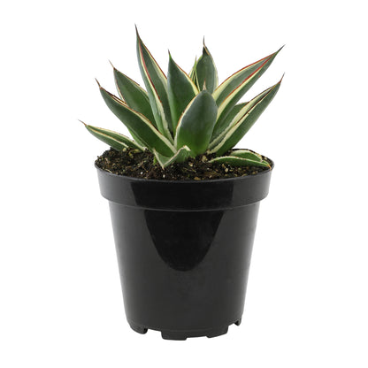 Rare Blue Agave Snowglow Live Plant for Succulent Collectors and Gardeners