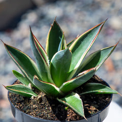 Altman Plants Rare Agave 'Snowglow', Premium Exotic Succulent & Live Plant, Blue Agave Plant, Exotic Plants & Rare Plants, Live Succulents Plants Live Outdoor Plants, Rare Succulent Plants Live Plants