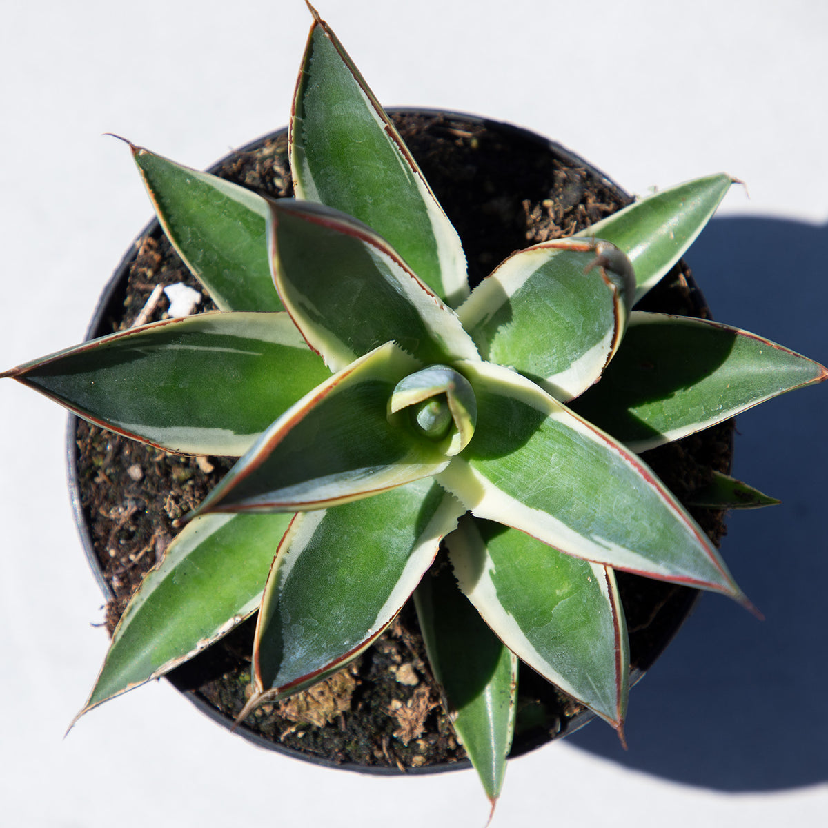 Rare Agave Snowglow Plant – Exotic Blue Succulent for Outdoor Gardens