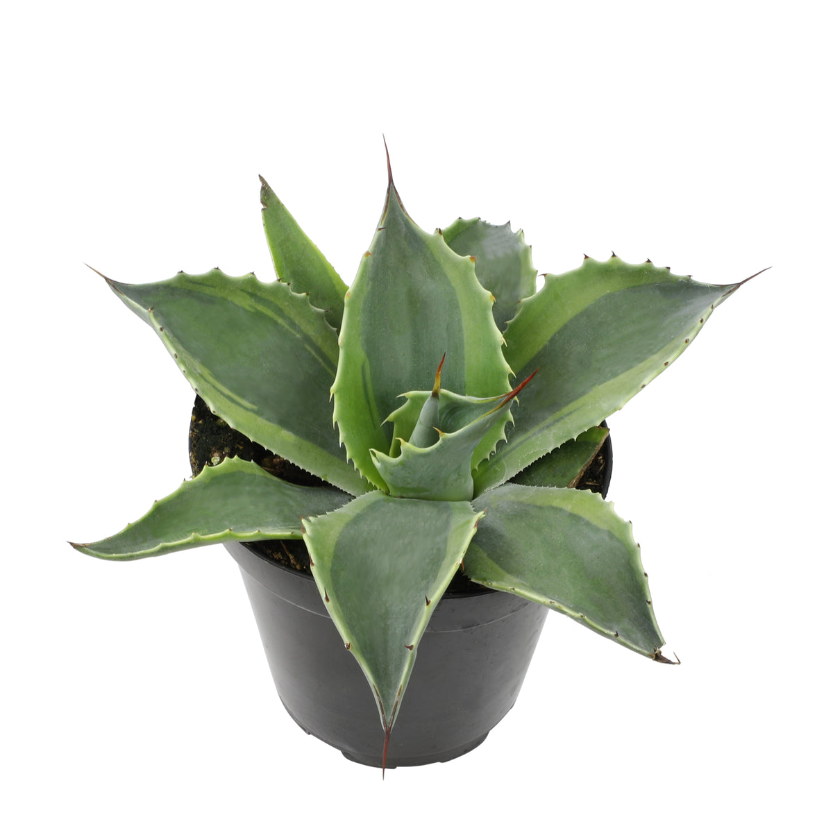 Rare Agave Orca Succulent Plant for Outdoor Gardens and Landscaping