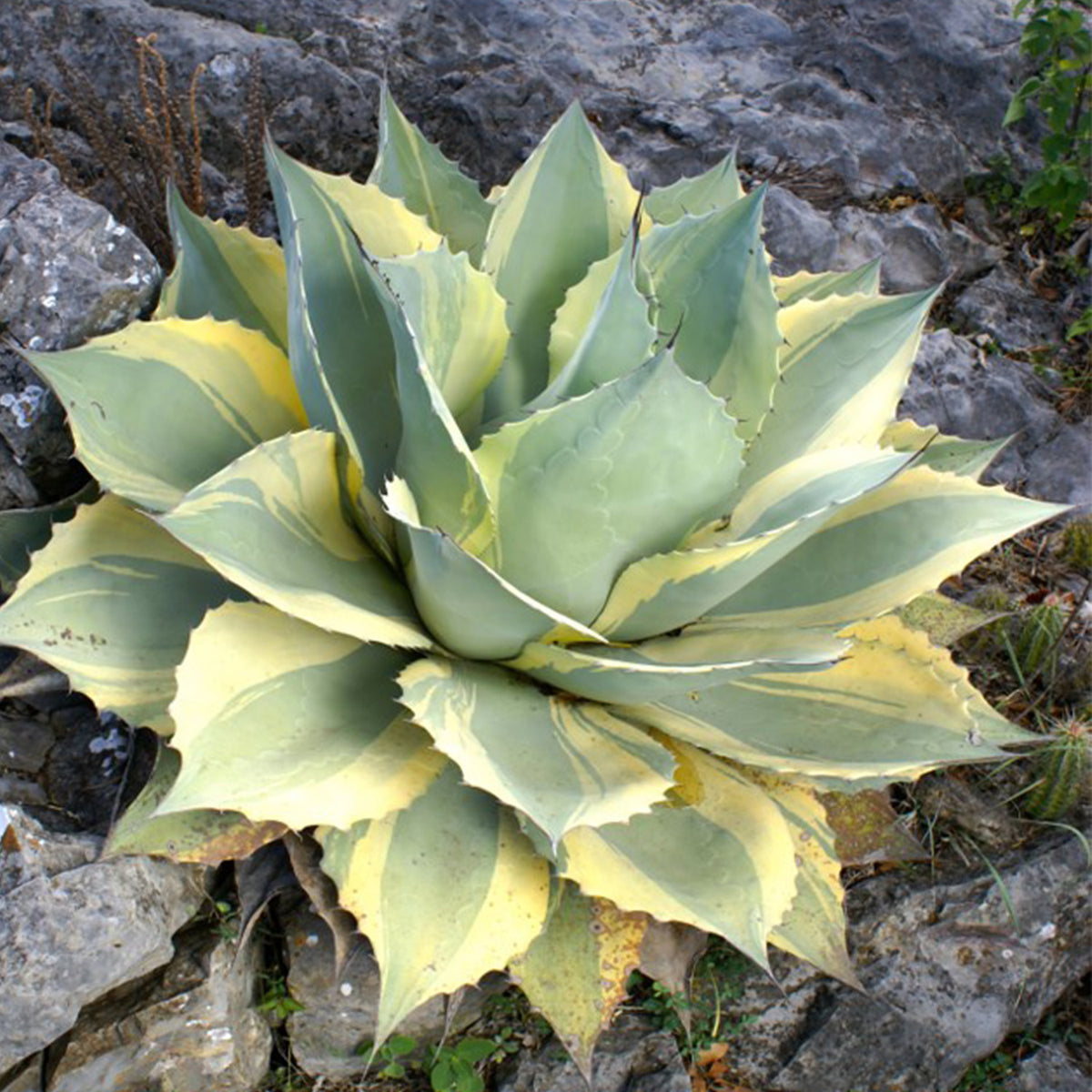 Rare Orca Agave Live Succulent for Exotic Plant Collections