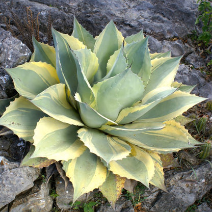 Rare Orca Agave Live Succulent for Exotic Plant Collections