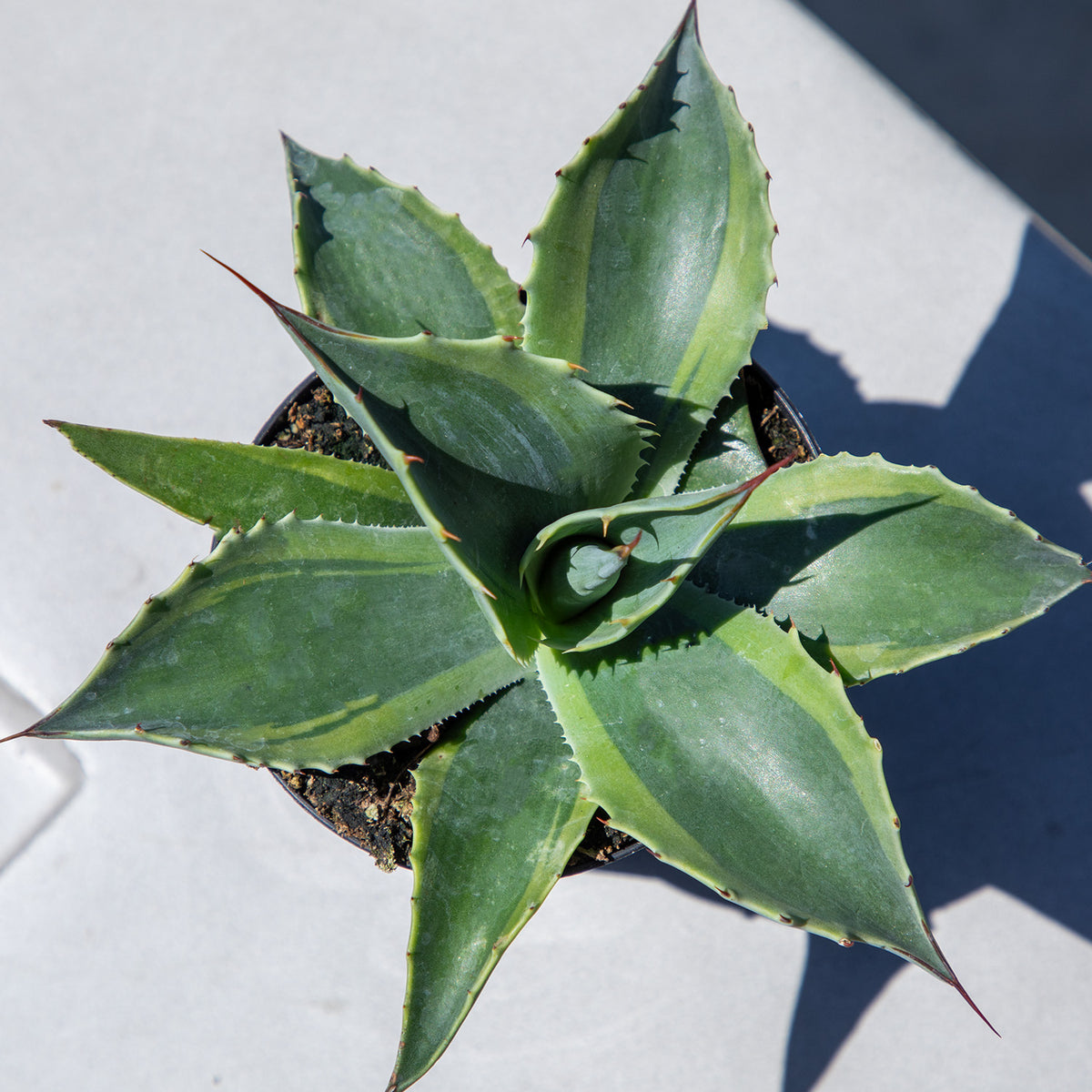 Premium Agave Ovatifolia Orca with Broad Sculptural Rosette Leaves
