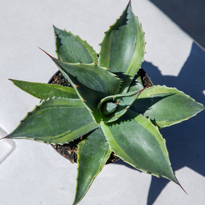 Premium Agave Ovatifolia Orca with Broad Sculptural Rosette Leaves