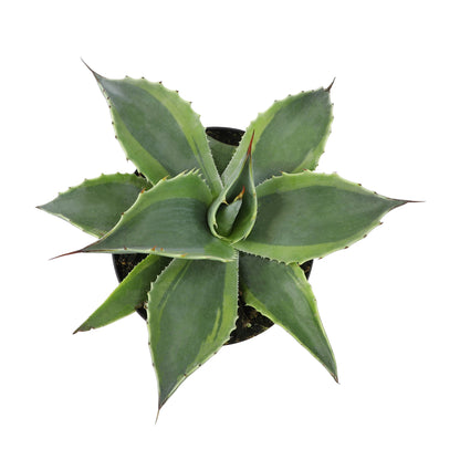 Agave Ovatifolia Orca – Unique Blue-Green Agave Plant for Garden Decor