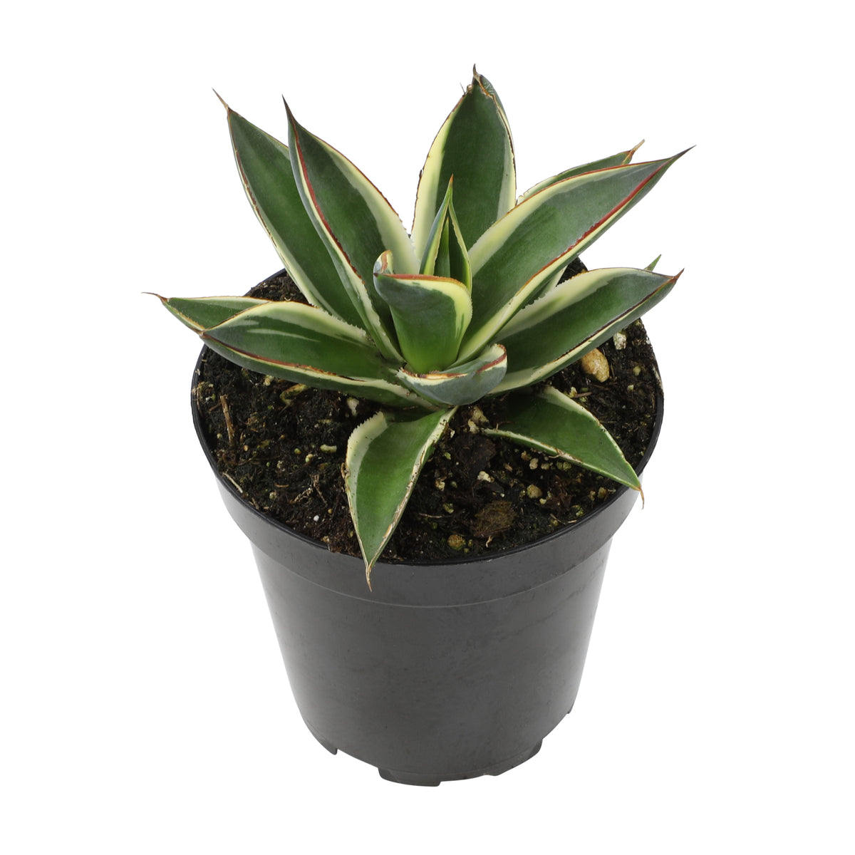 Variegated Agave Snow Glow Live Plant with Symmetrical Rosette Growth