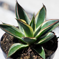 Rare Agave Snow Glow: Variegated Agave Succulent Plant – Unique Plants & Rare Succulents – (3.5” Pot) – Grows Up To 2ft Tall – Hybrid Succulent – Uncommon Collector Plant