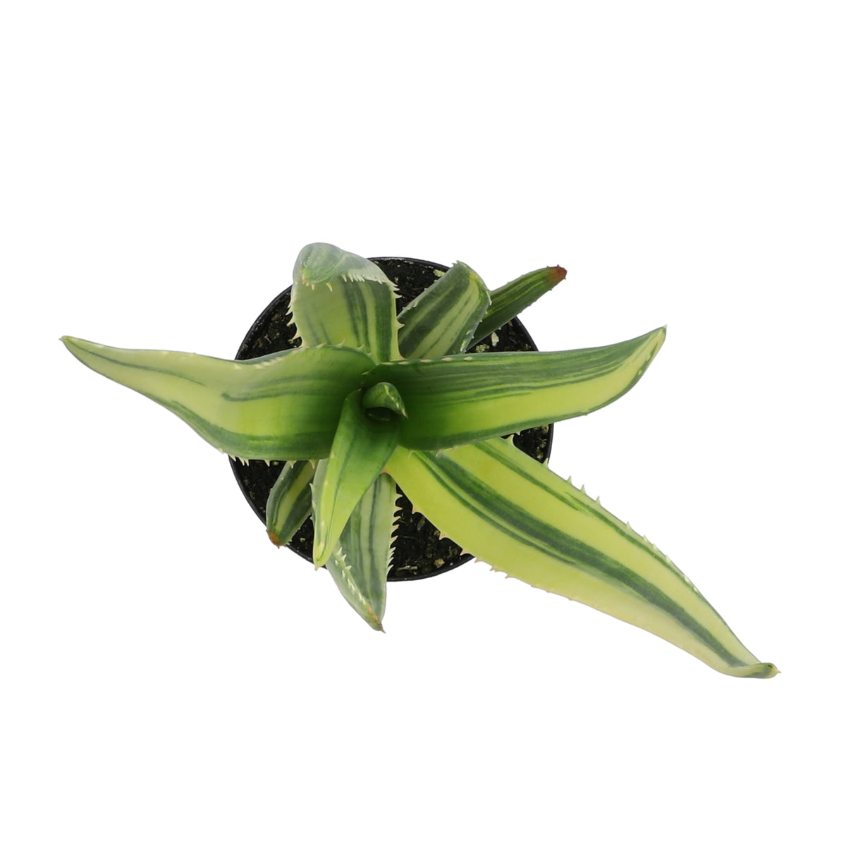 Top down image of a variegated aloe Hercules 
