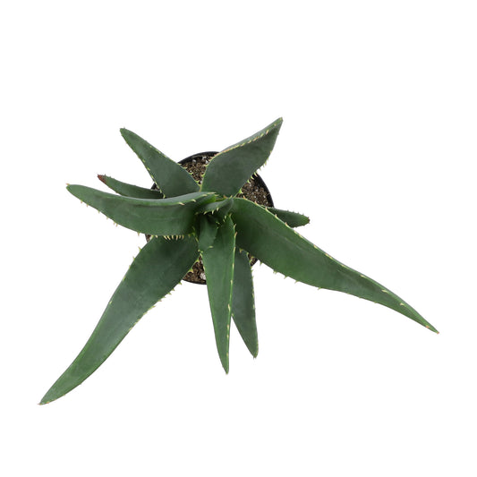Rare Tree Aloe Hercules Plant with Thick Green Leaves and Sculptural Growth