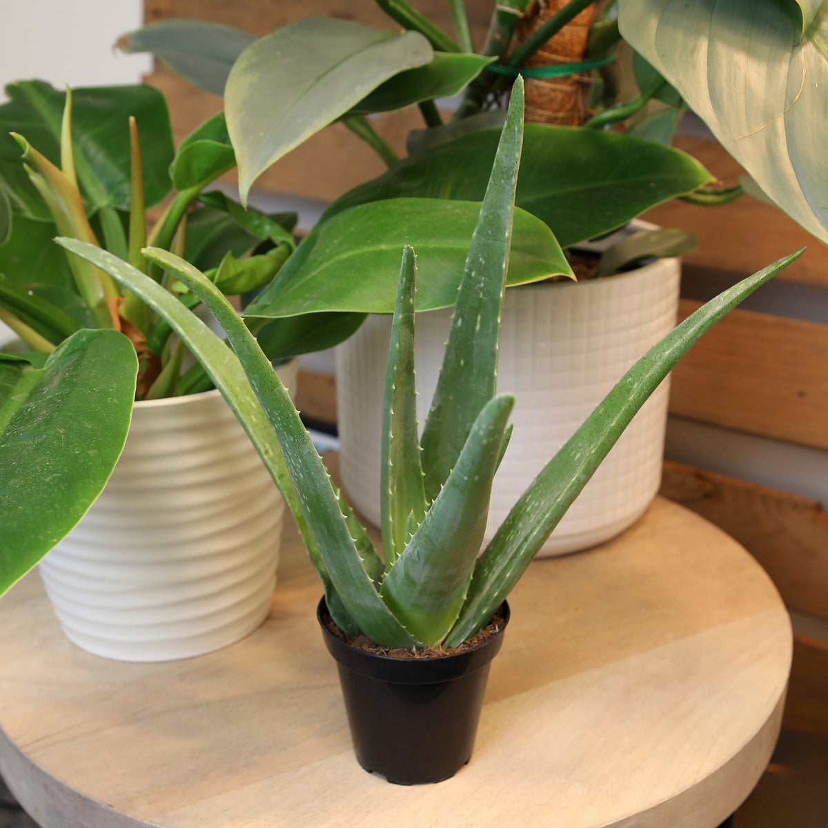 A potted Aloe vera plant displayed among other plants.