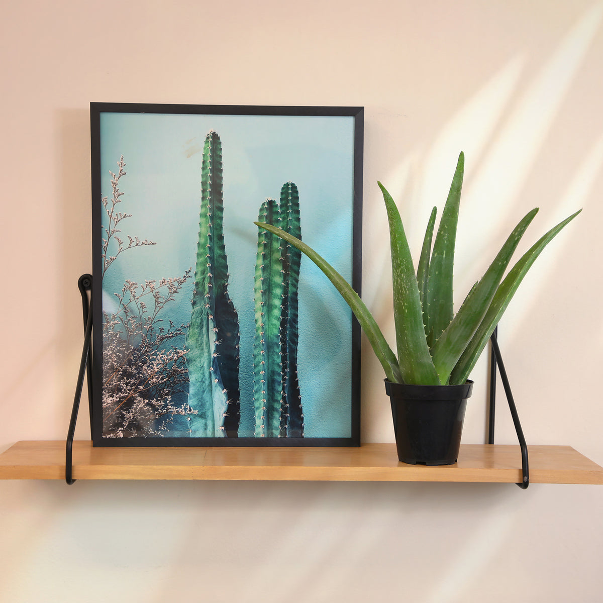 Real Aloe Vera Plant in 3.5-Inch Pot – Easy-Care Live Succulent
