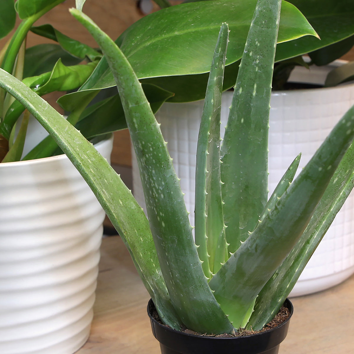 Easy-to-Grow Aloe Vera Plant for Indoor and Outdoor Spaces