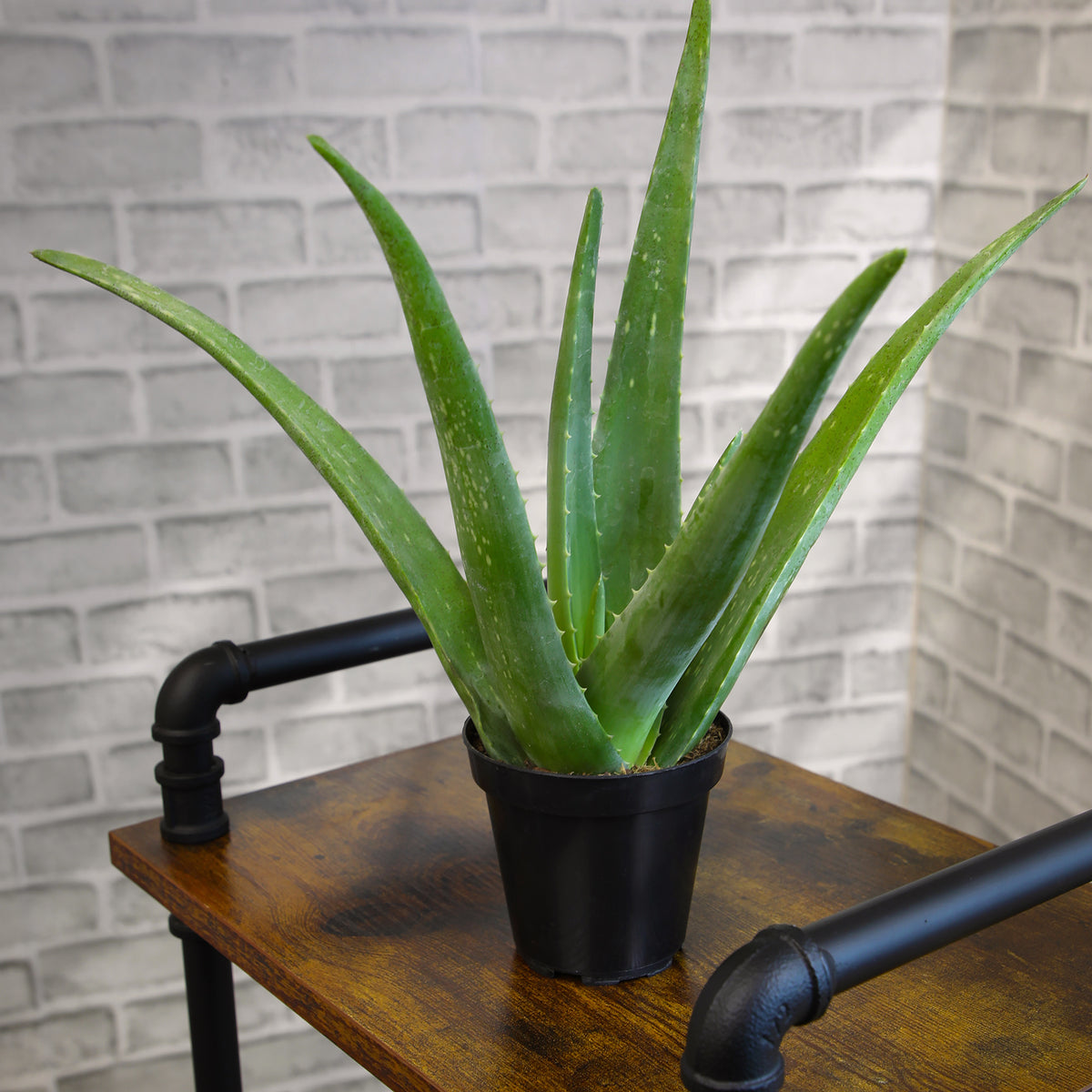 Real Aloe Vera Succulent with Lush Green Fleshy Leaves