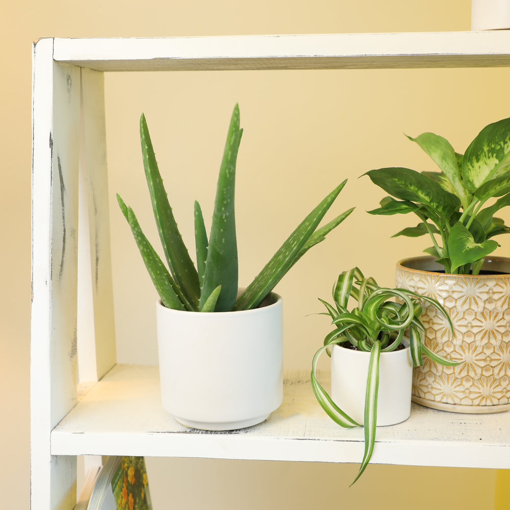 Aloe Vera Plant with Thick Green Succulent Leaves in a 3.5-Inch Pot