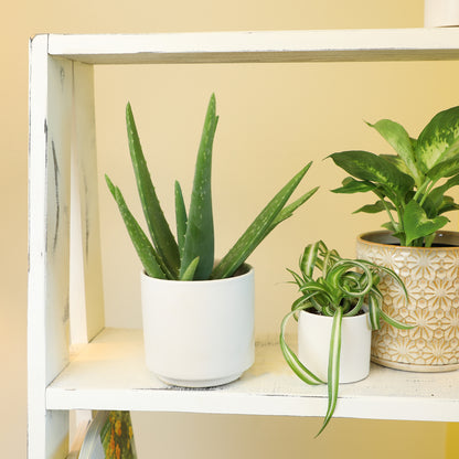 Aloe Vera Plant with Thick Green Succulent Leaves in a 3.5-Inch Pot