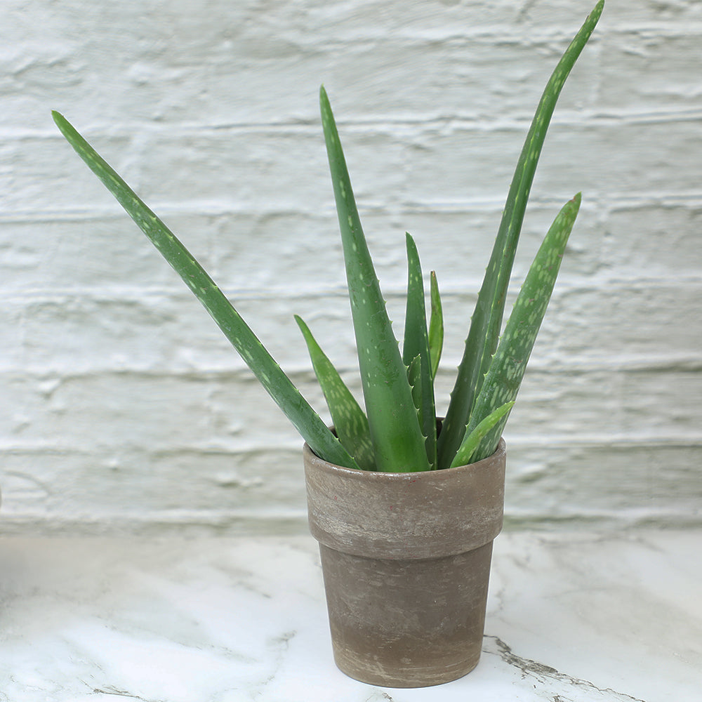 Aloe Vera Live Plant – Hardy Low-Maintenance Succulent for Home and Garden