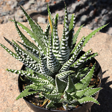Haworthia Zebra Plant: Funky & Unique Succulent - Pet-friendly Plant for Cats & Dogs - (3.5") – Haworthia Fasciata - Easy Plant Care - Non-toxic Succulents