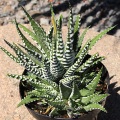Haworthia Zebra Plant: Funky & Unique Succulent - Pet-friendly Plant for Cats & Dogs - (3.5") – Haworthia Fasciata - Easy Plant Care - Non-toxic Succulents