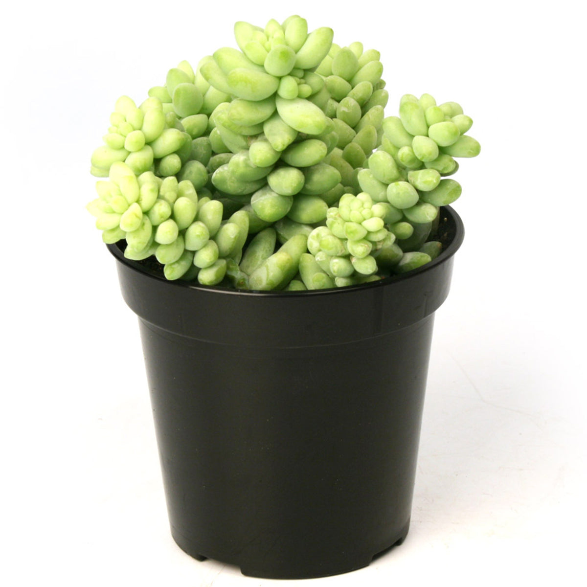 A potted Sedum Burrito succulent with dense glaucous blue-green leaves.