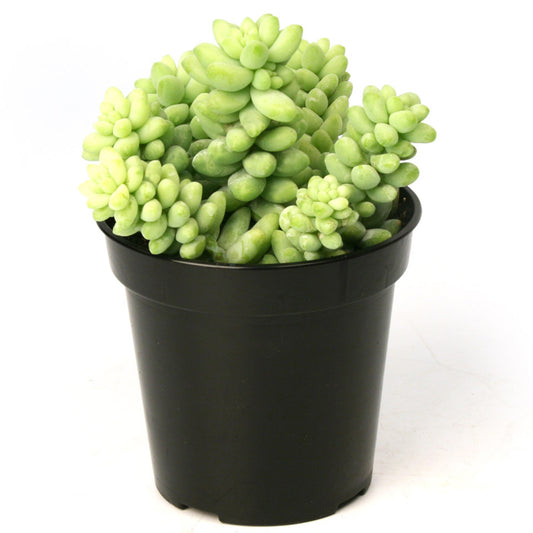 A potted Sedum Burrito succulent with dense glaucous blue-green leaves.